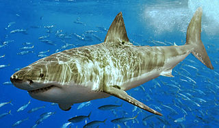 320px-White_shark_(cropped)
