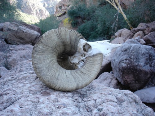 Bighorn skull on Tiburon Island