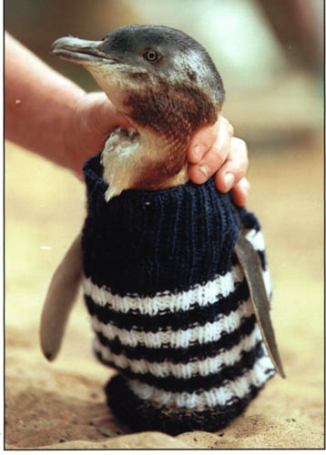 Penguin jumpers online