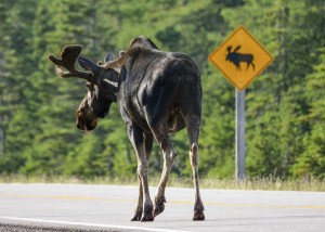 shutterstock moose