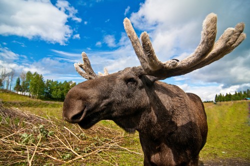 shutterstock moose2