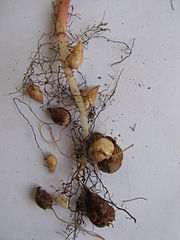 180px-Oxalis_pes-caprae_root