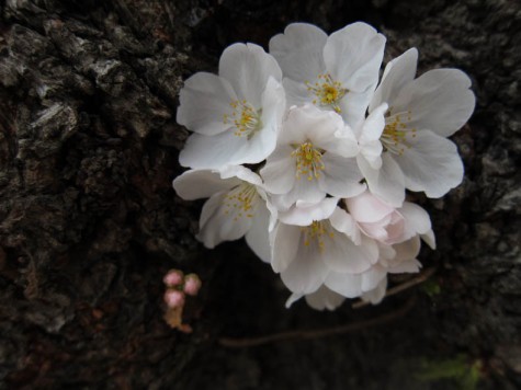 springing from the trunk