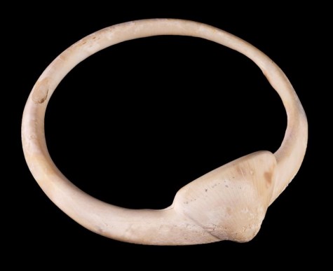 Hohokam Shell Bracelet