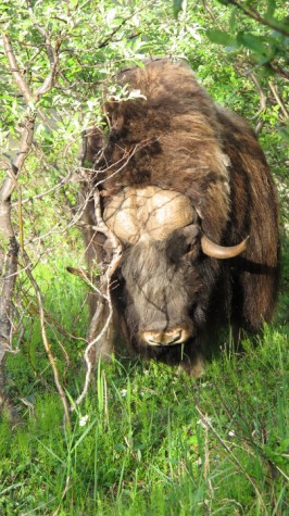 White Alice Muskox