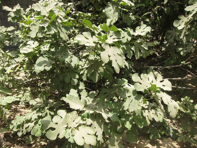 A healthy fig tree.