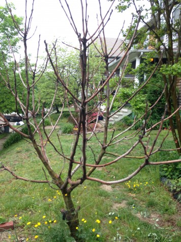 My sad fig tree.