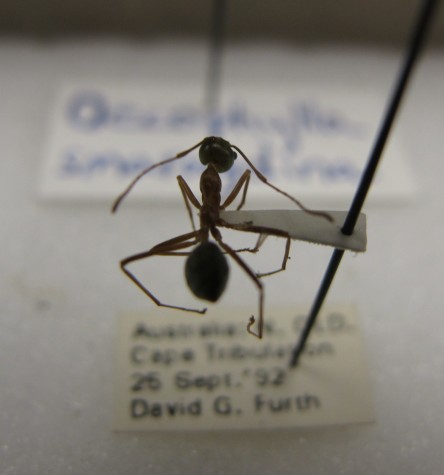 Ant specimen in Wilson's office.