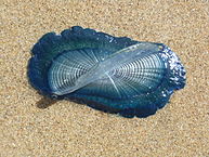 193px-Velellavelella