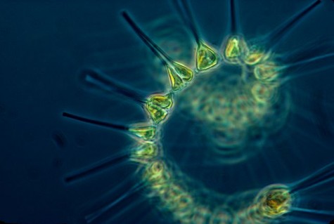 640px-Phytoplankton_-_the_foundation_of_the_oceanic_food_chain