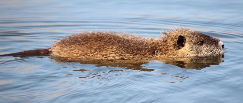 Myocastor_coypus_swimming