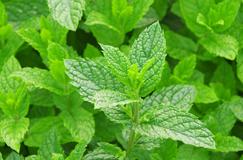 mint leaves