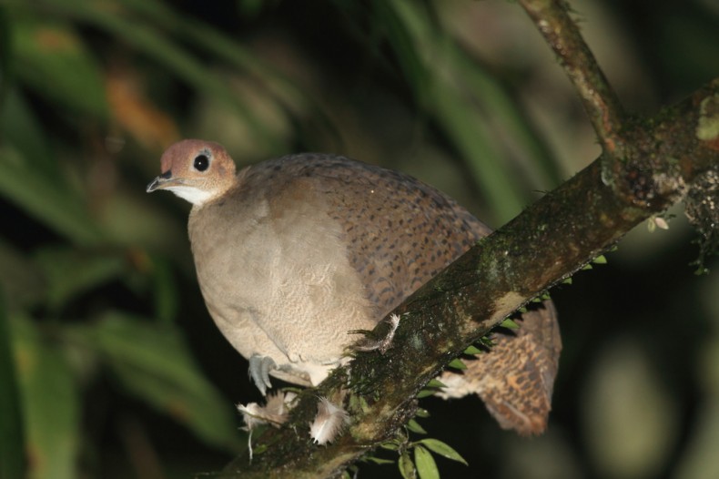 great tinamou in the amazon