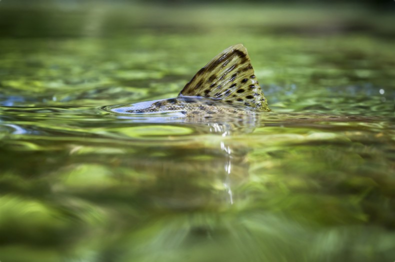 trout fin