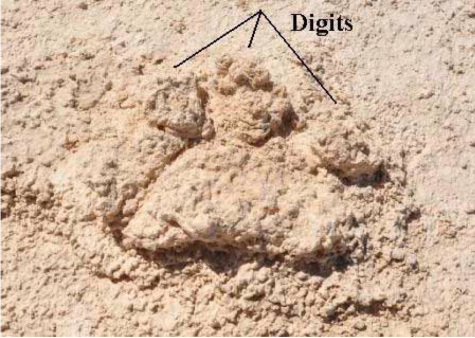 Short-faced bear track