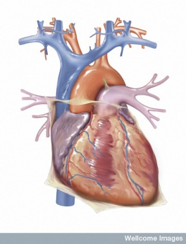 N0022611 Anatomy of the heart. Anterior aspect.