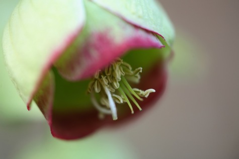 Stinking hellebore