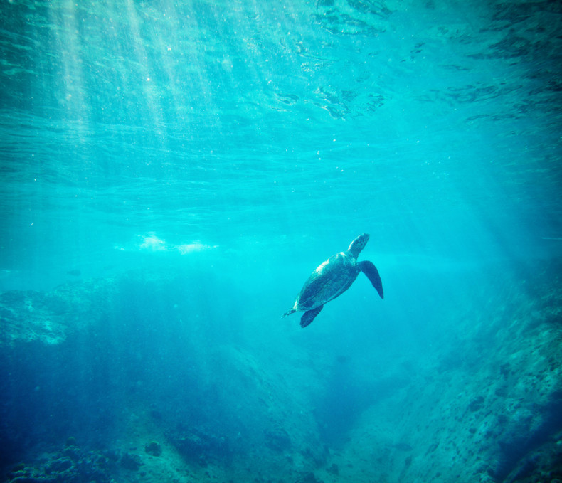 turtle, underwater