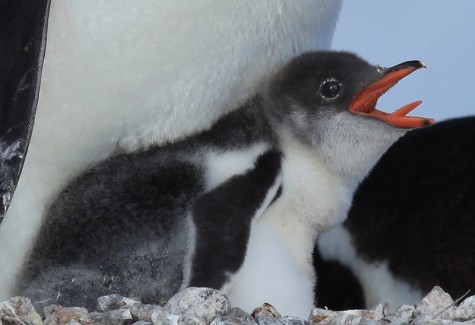 800px-Gentoo_Penguin_chick_showing_some_tongue_(6063646370)