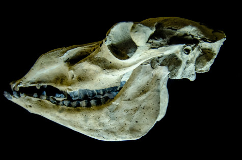 Camel skull