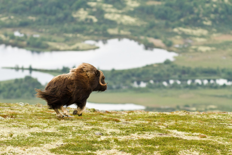 running muskox