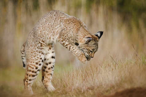 bobcat cropped