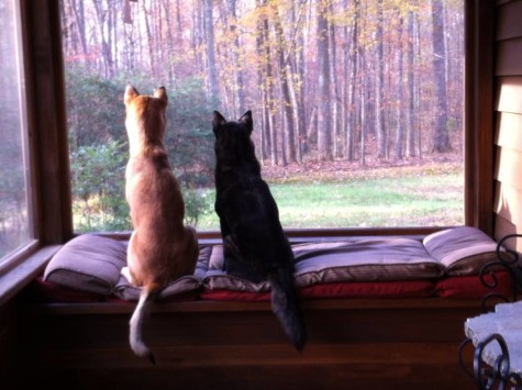 two dogs look out of a window