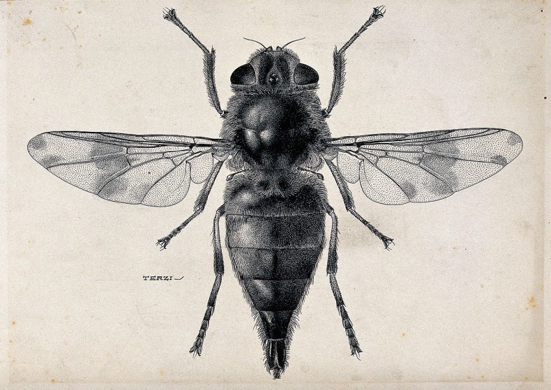 A_horse_botfly_(Gasterophilus_intestinalis)._Pen_and_ink_dra_Wellcome_V0022577