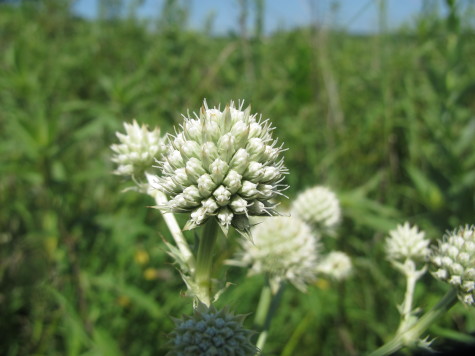 Rattlesnake master.