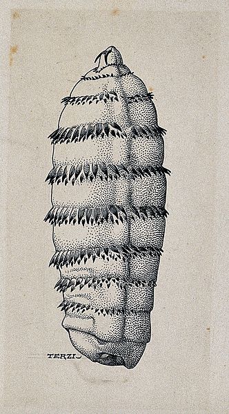 The_larva_of_a_horse_botfly_(Gasterophilus_intestinalis)._Pe_Wellcome_V0022578ER