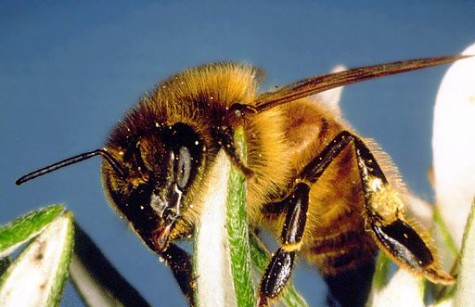CSIRO_ScienceImage_61_The_European_Honeybee_Apis_mellifera