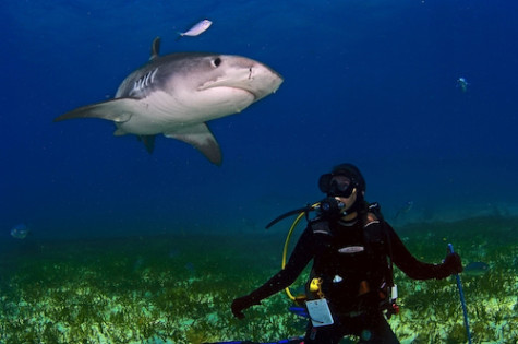 Jennifer Holland with a large Tiger Shark in the Bahamas