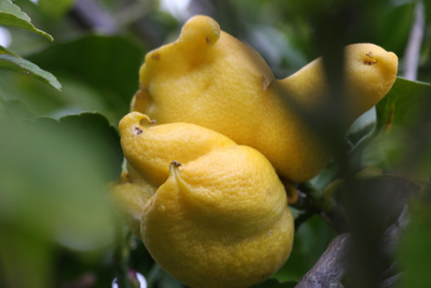 ugly lemon-3