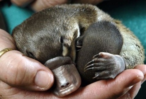 baby platypus