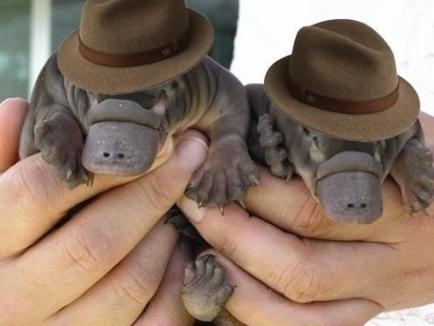 baby platypus2