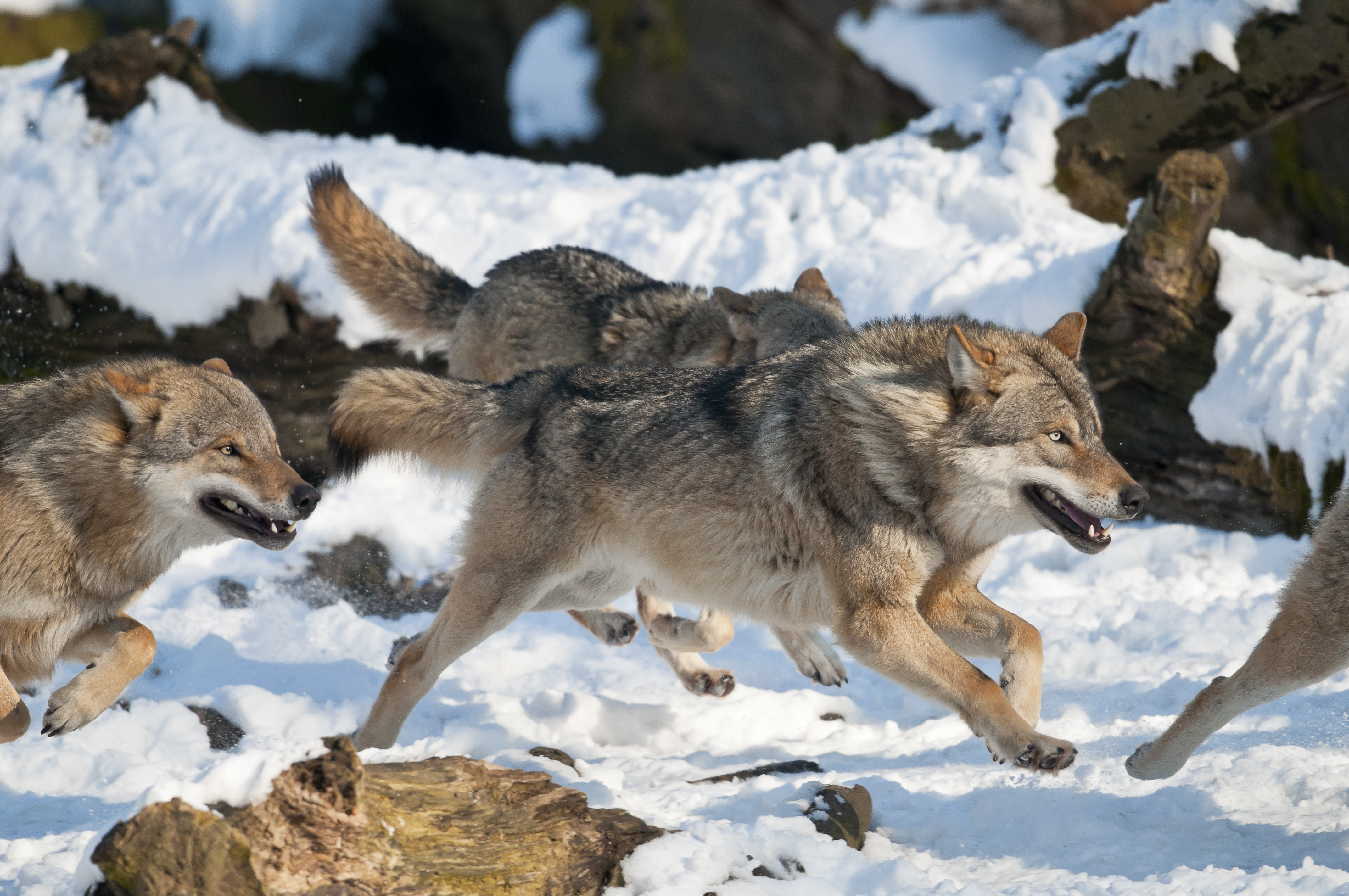 Wolf hunters. Стая тундровых Волков. Сибирский Тундровый волк. Парк Джаспер стая Волков.