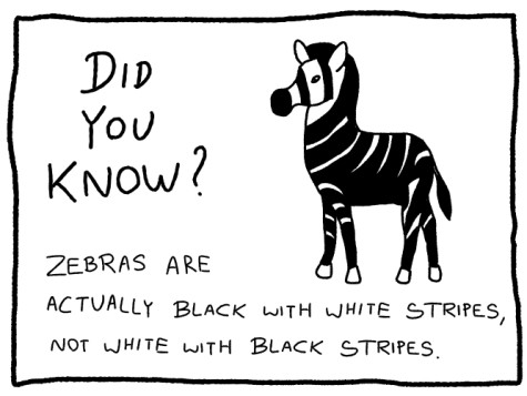 zebra factoid