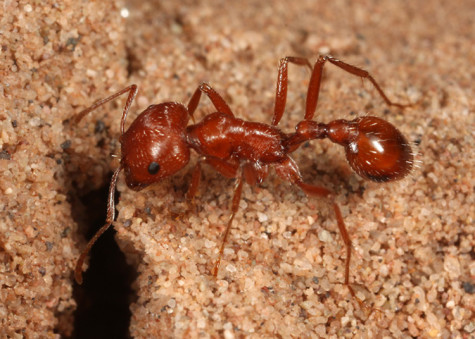 pogonomyrmex-californicus-worker-8949