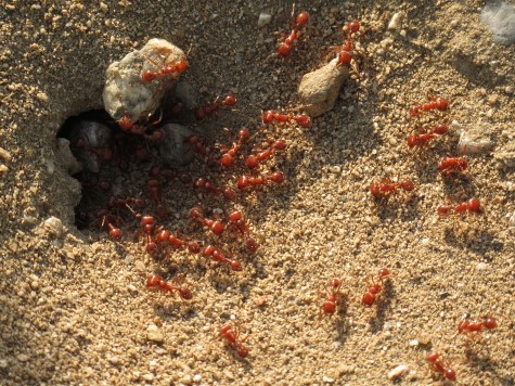 stonebird harvester ant hole