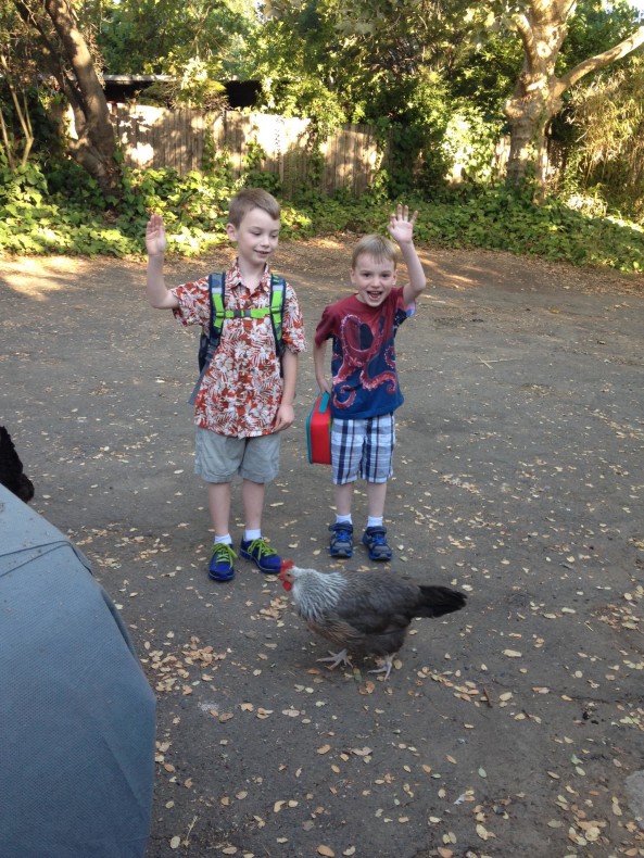 The "most normal looking picture we managed" says my college friend Cameron, on Robert's first day of second grade and Max's first day of kindergarten. (The chicken has completed her formal education.)