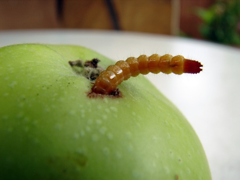 Apfel_mit_Wurm