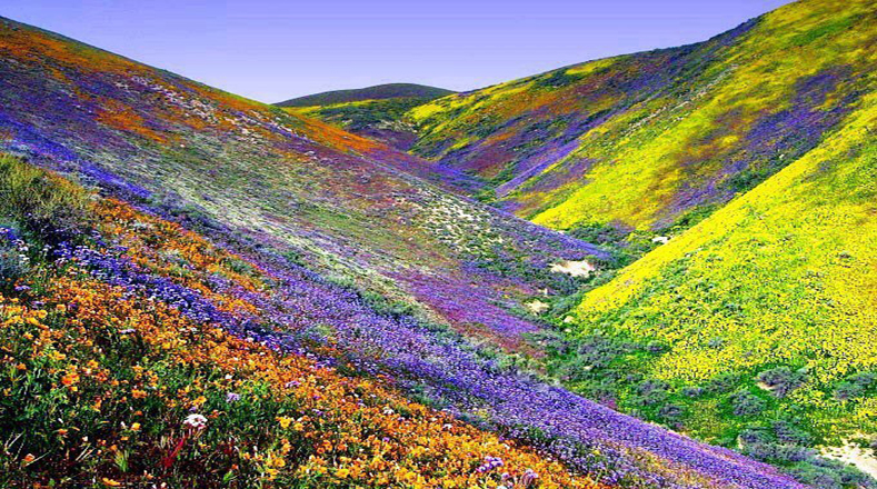 [Obrazek: Atacama-in-bloom.jpg]