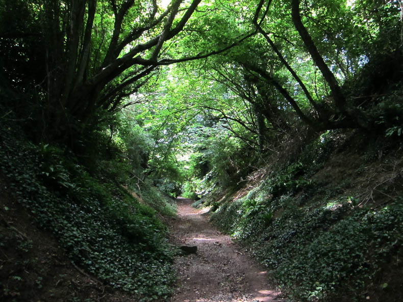 shady trail with high banks