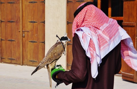 shutterstock falcon