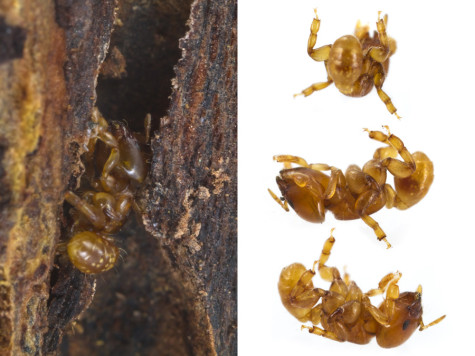 Melissotarsus emeryi is deft at crawling through wood tunnels but seemingly incapable of walking on flat ground. 