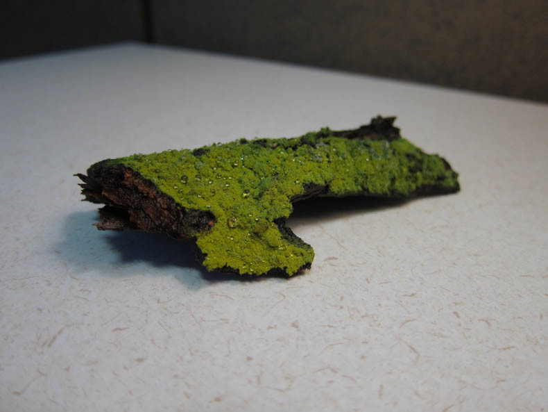 Still life: Bright green lichen on dark brown bark.