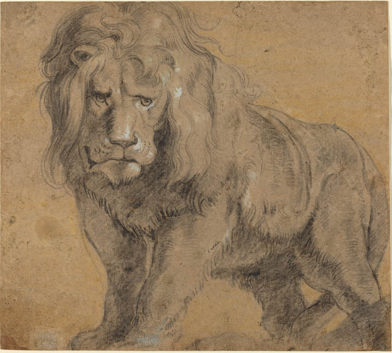 Sir Peter Paul Rubens (Flemish, 1577 - 1640 ), Lion, c. 1612-1613, black chalk, heightened with white, yellow chalk in the background, Ailsa Mellon Bruce Fund 1969.7.1