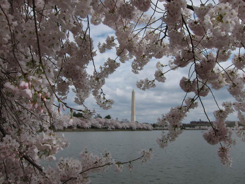 Cherry blossoms frame the Washington Monument