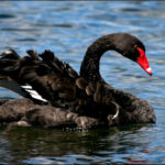 20090111153540_12826-black swan-sw