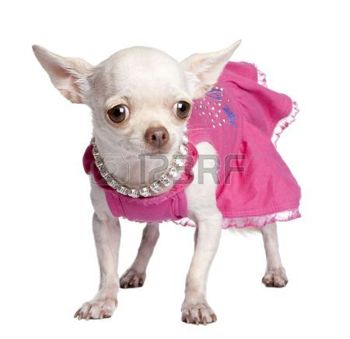 5085261-chihuahua-in-front-of-a-white-background